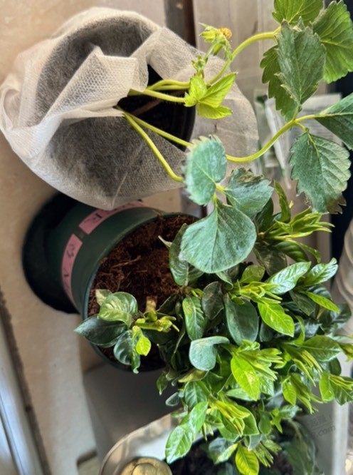 零撸绿植苗和金鱼(附图)