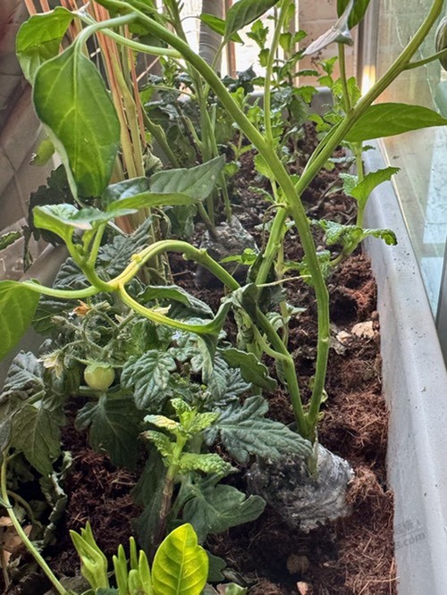 零撸绿植苗和金鱼(附图)