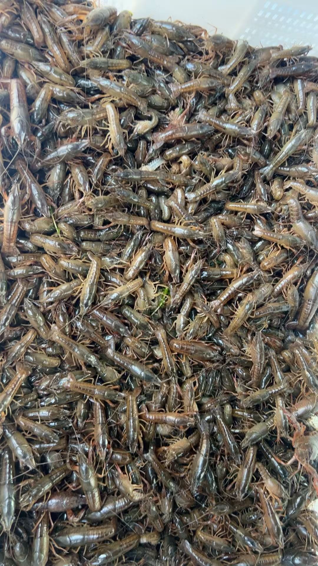 100块实现今年龙虾自由