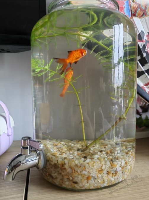 15块成本的小鱼缸,用着不错
