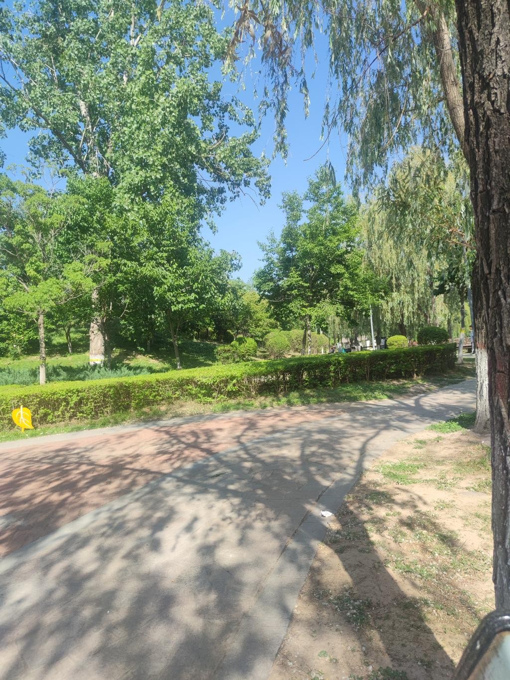 青春靓丽的风景