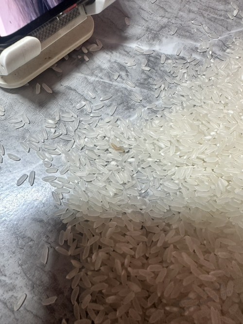 京东开会员送的大米里面都是虫子...